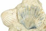 Fossil Marine Bivalve Mollusc Cluster - Gironde, France #302977-1